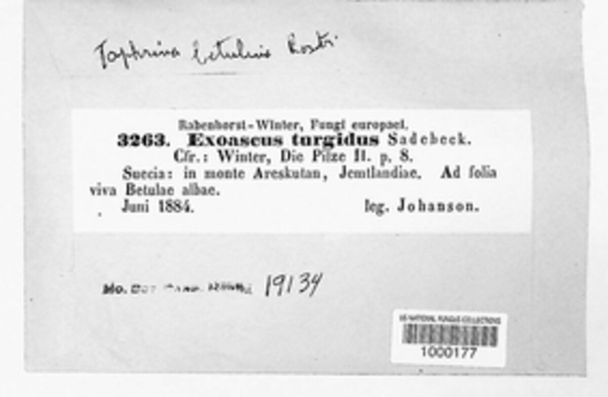 Taphrina betulina image